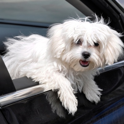 Maltese liying on the window of a car