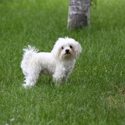 Cute Maltese standing in a garden