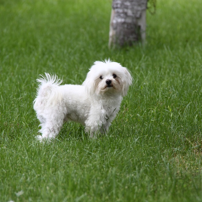 Cute Maltese standing in a garden
