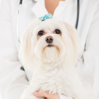 Maltese at the vet with a cute blue bow