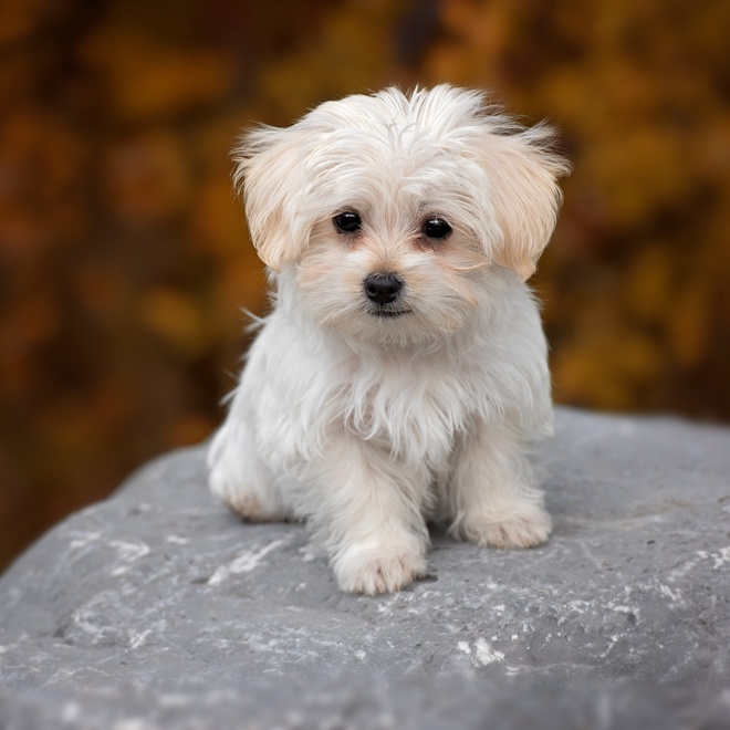 Puppy Maltese sitting on a rock