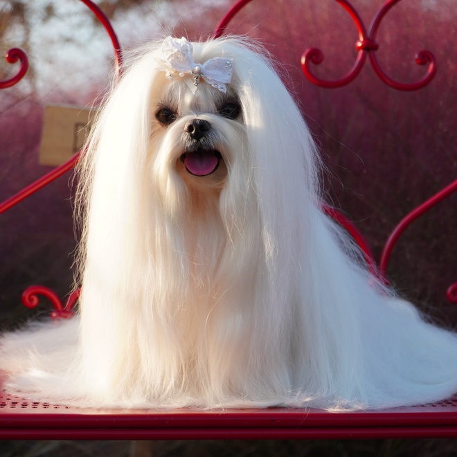 Maltese with long hair