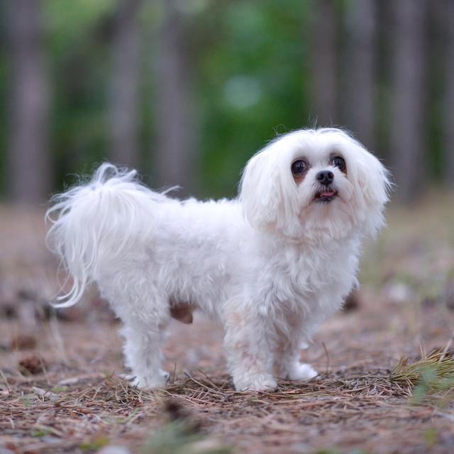 Ein Malteser steht im Wald