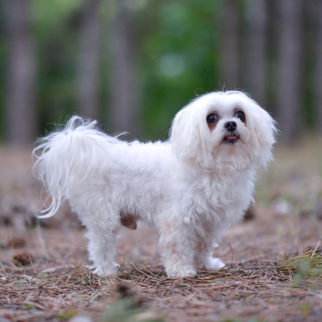 Maltese walking in the forest