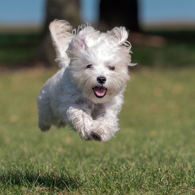 Maltese jumping in the grass