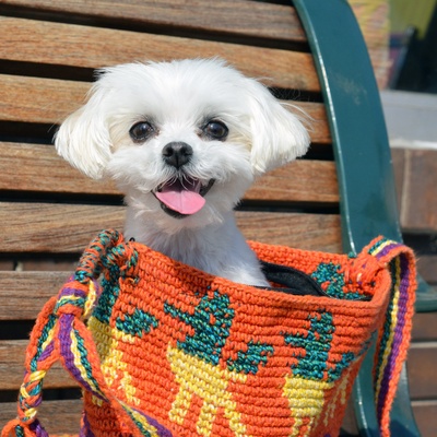 Maltese in a colourful bag