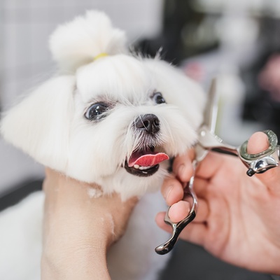 Ein Malteser beim Hundefriseur