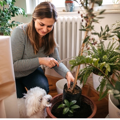 Maltese with its owner gardening