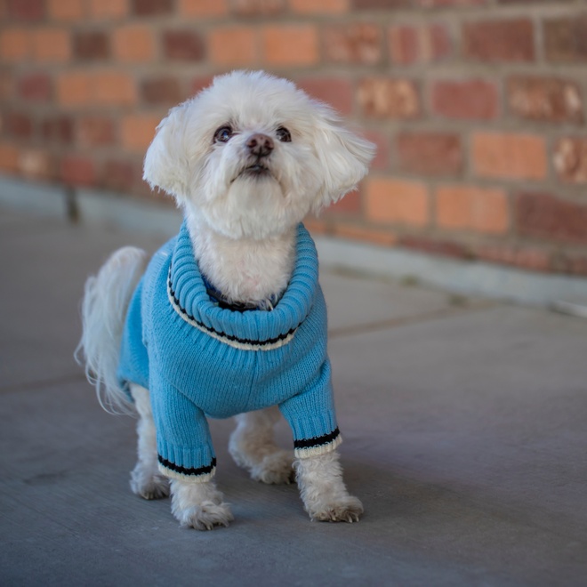 Cute Maltese with a blue trouser on
