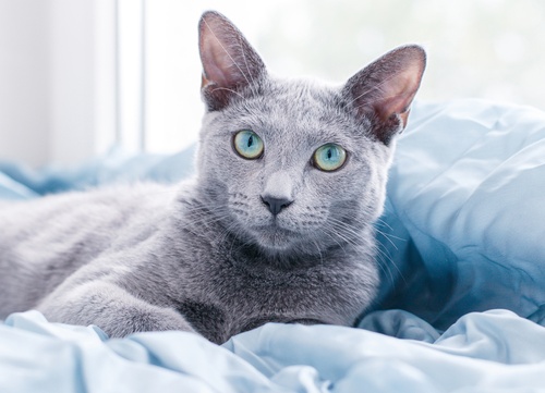 An elongated Russian Blue with big green eyes