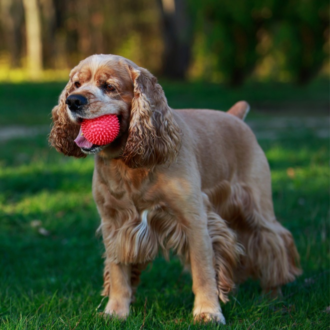 A Cocker Spaniel with a pink ball in his mouth