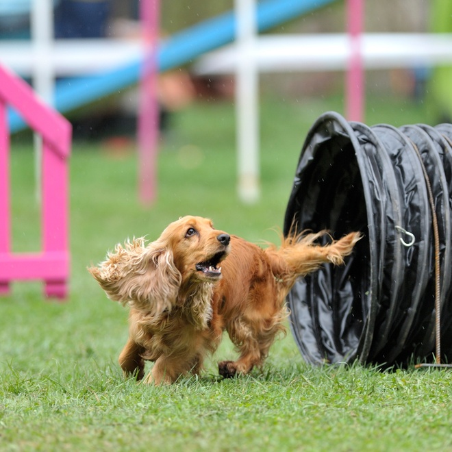 A Cocker spaniel performing an obstacle course