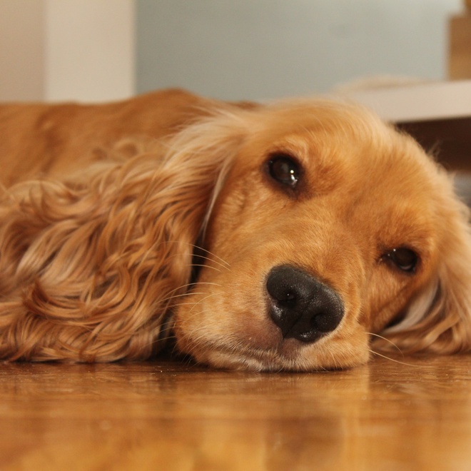 A Cocker Spaniel with its head on the ground