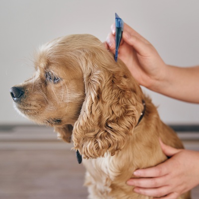 A Cocker spaniel being treated