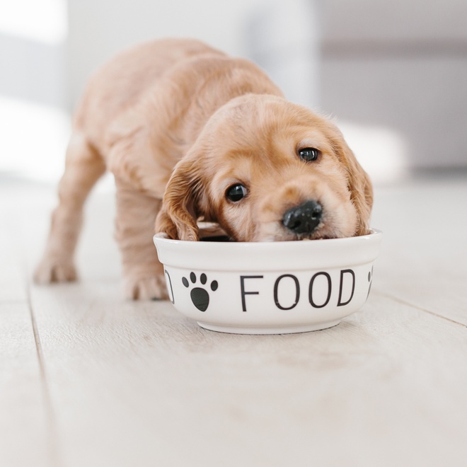 A Cocker Spaniel puppy eating off a plate