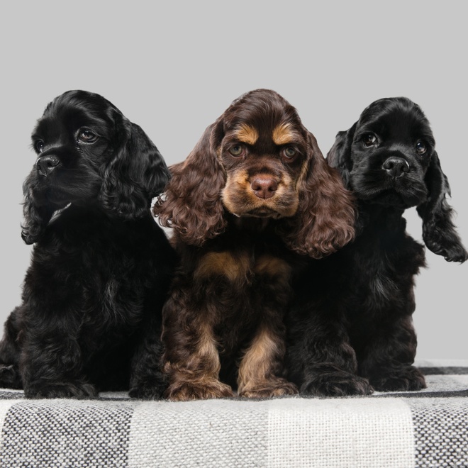 Three Cocker Spaniel puppies sitting on a table