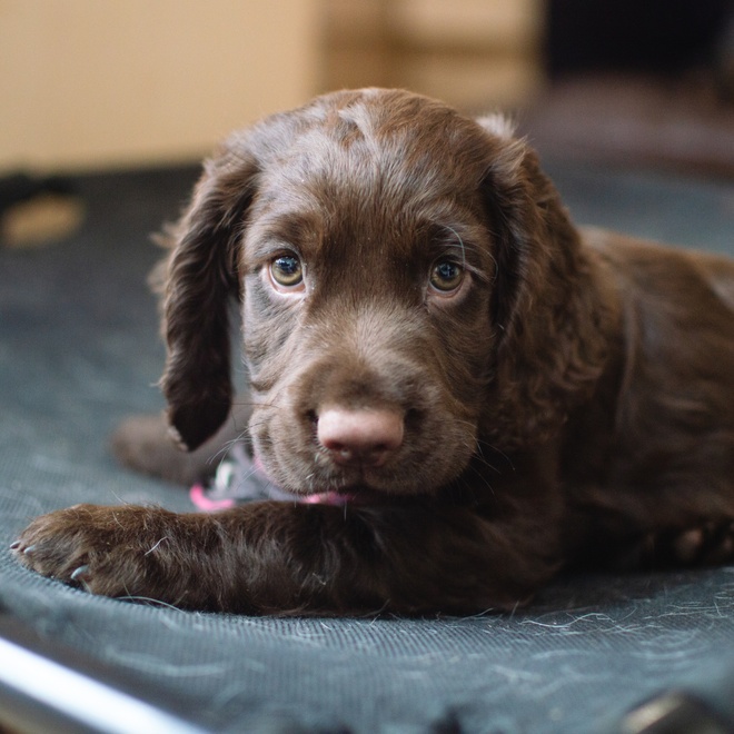 A brown Cocker spaniel puppy