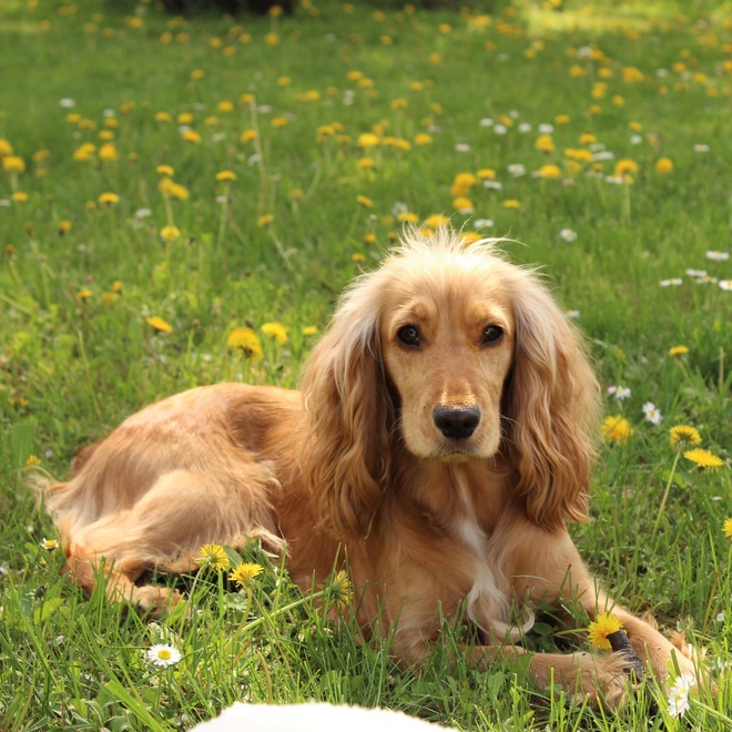 A Cocker spaniel lying in the grass