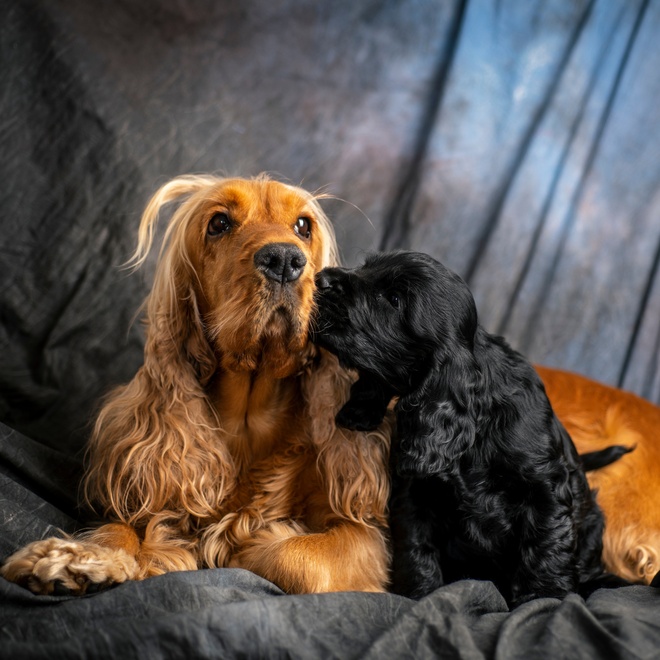 A golden Cocker spaniel mother with her black Cocker spaniel cub