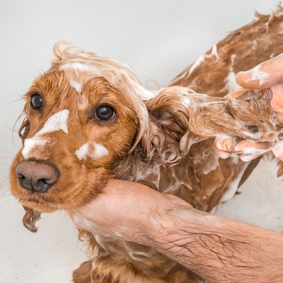 A Cocker spaniel in a bath being washed