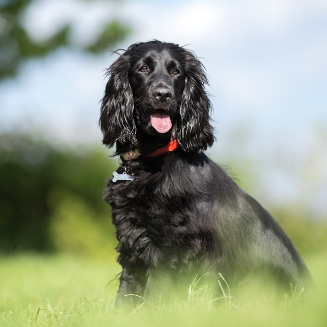 A black Cocker spaniel sticking his tongue out