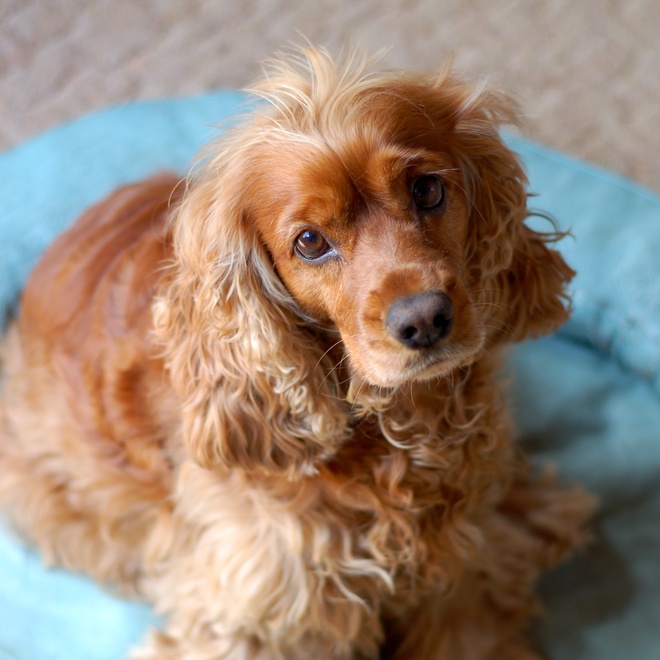 A Cocker sitting in his basket