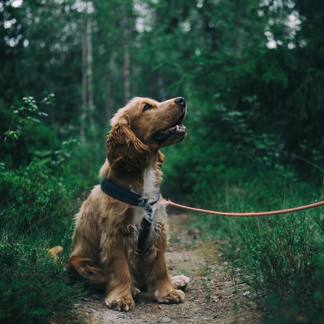 A ground-sniffing Beagle