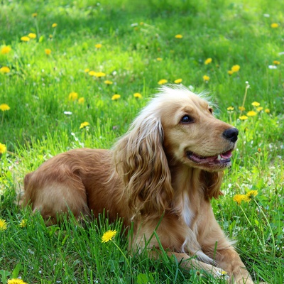A happy Cocker spaniel on the grass