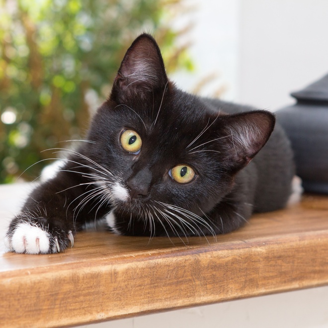 Bombay lying on a wooden shelf