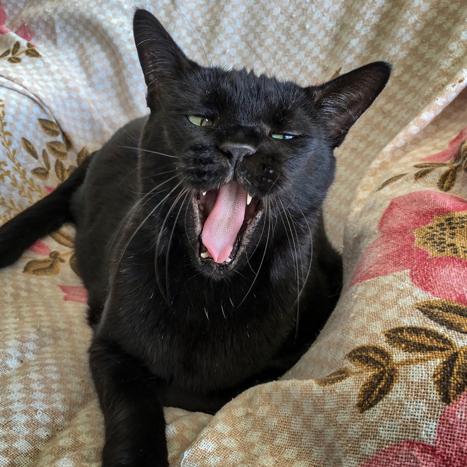 Bombay yawning