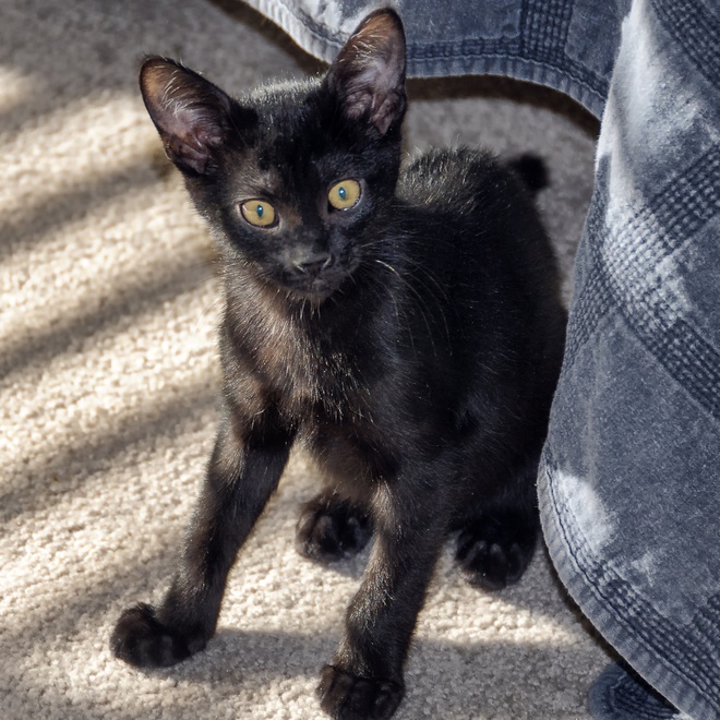 Bombay kitten outside