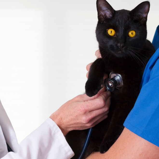 Bombay cat at the vet