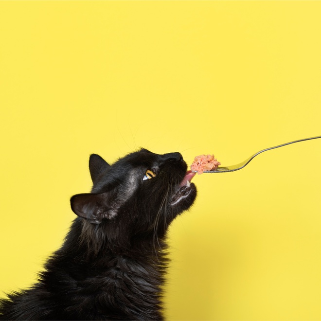 Bombay eating from a spoon