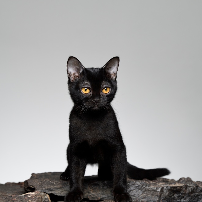 Bombay kitten sitting on rocks