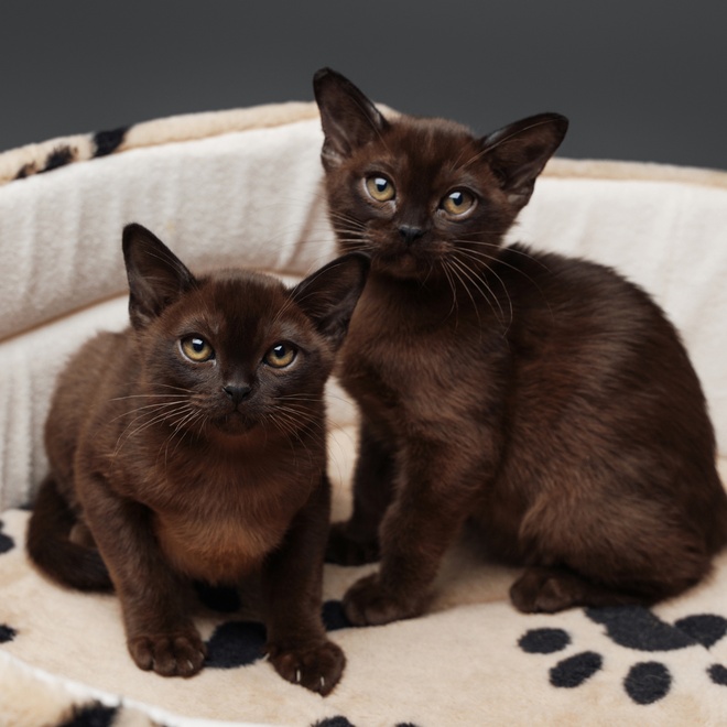 Two bombay kittens sitting on a pillow