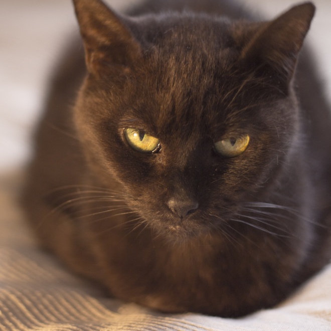 Bombay lying with yellow eyes