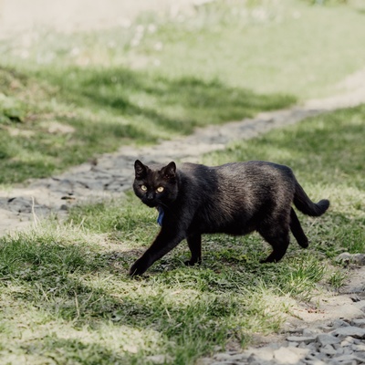 Un Bombay qui marche élégamment dans l'herbe