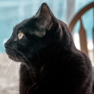 un bombay de profil