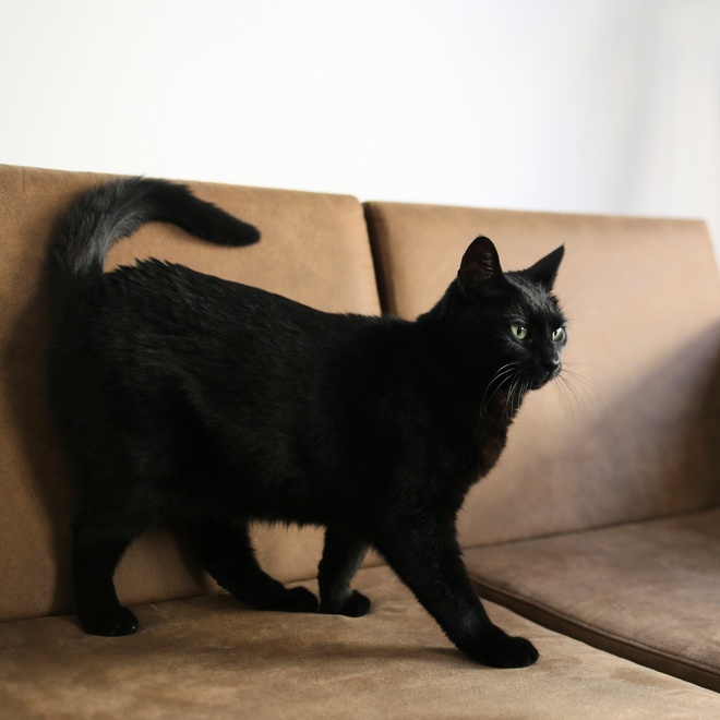 Bombay standing on a couch