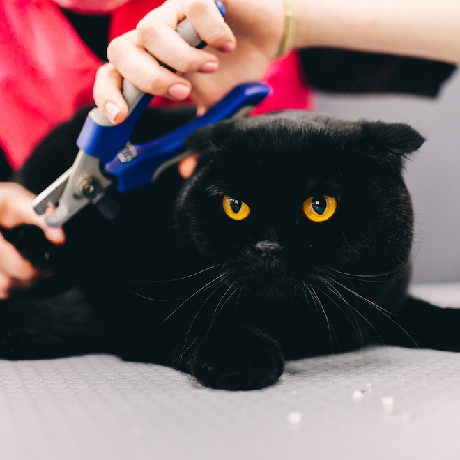 Bombay being groomed