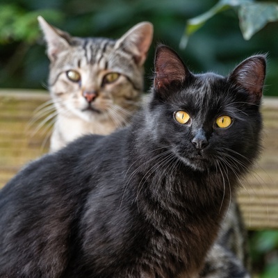 Un Bombay en compagnie d'un autre chat