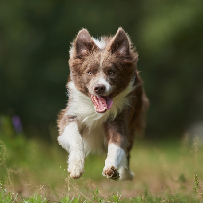 A Border Collie puppy running