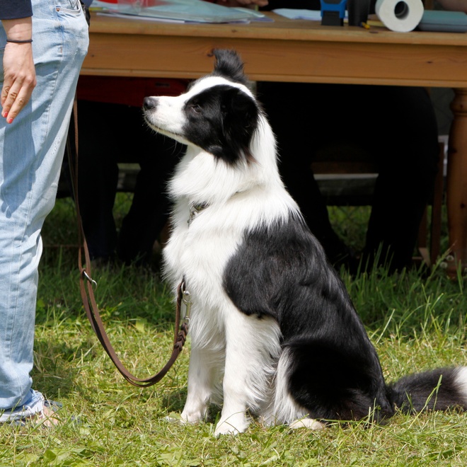 A Border Collie sitting with its master