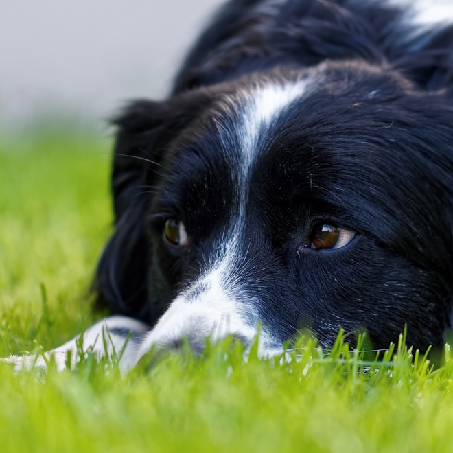 A Border Collie with its head in the grass