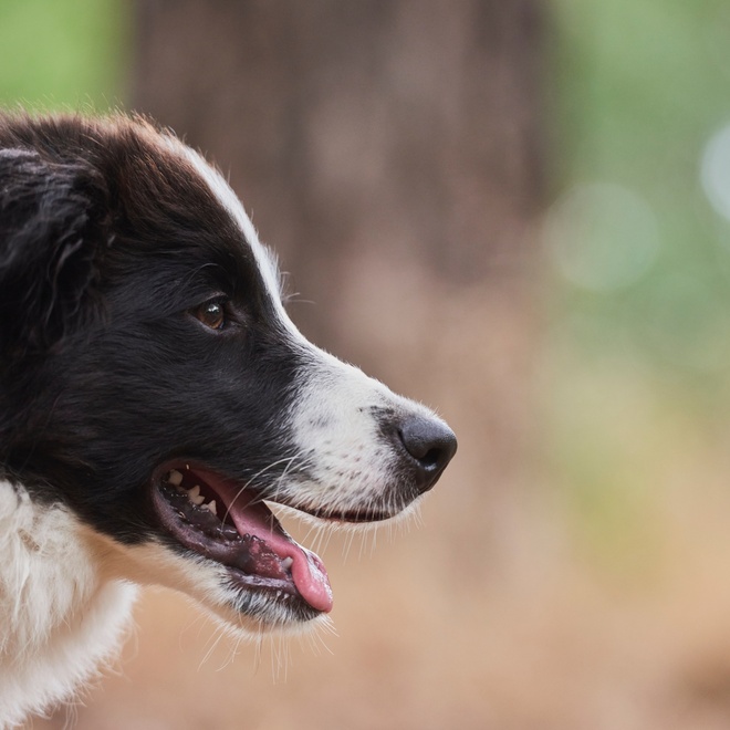 A Border Collie in profile in the forest
