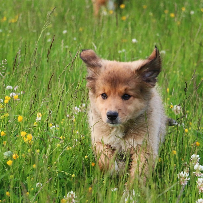 A Border Collie puppy running through grass and flowers