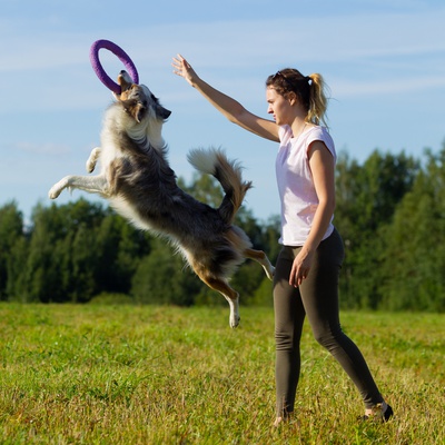 Un Border Collie qui joue avec son maître
