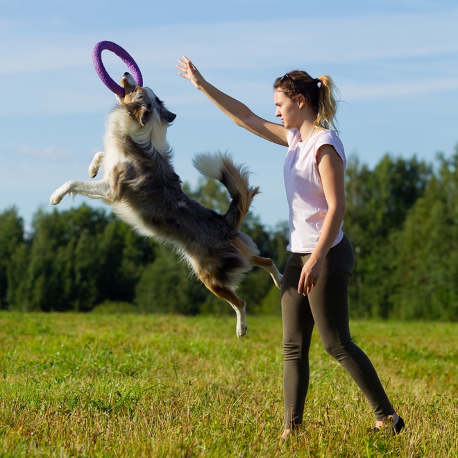 Un Border Collie qui joue avec son maître