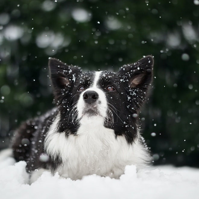 A Border Collie lying in the snow