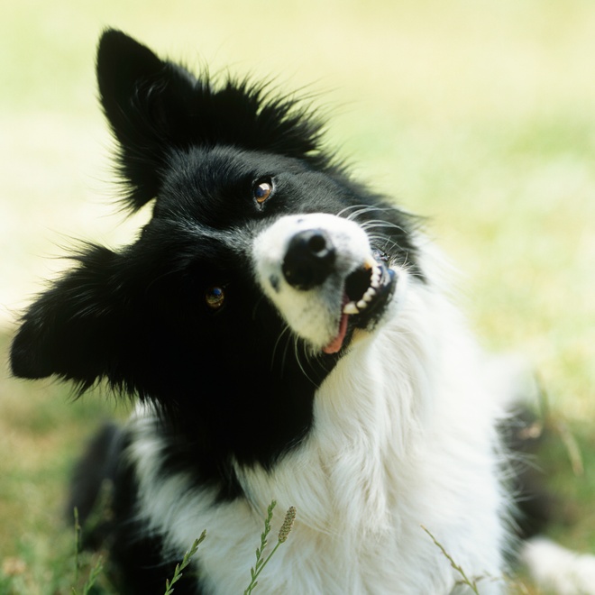 A Border Collie with its head tilted to one side